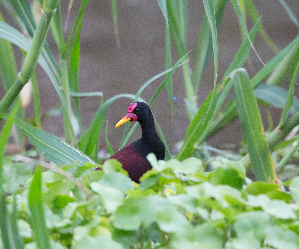 Wattled Jacana - ML103209551