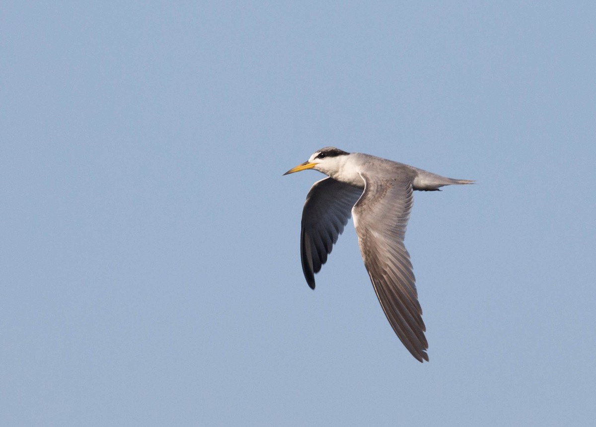 Yellow-billed Tern - ML103210551