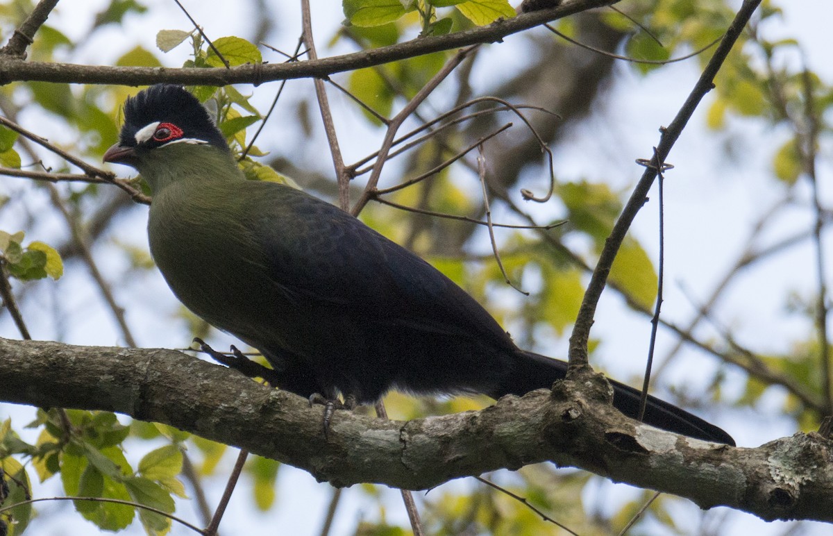 Hartlaub's Turaco - Scott Young