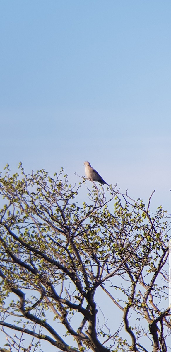 Eurasian Collared-Dove - ML103212971