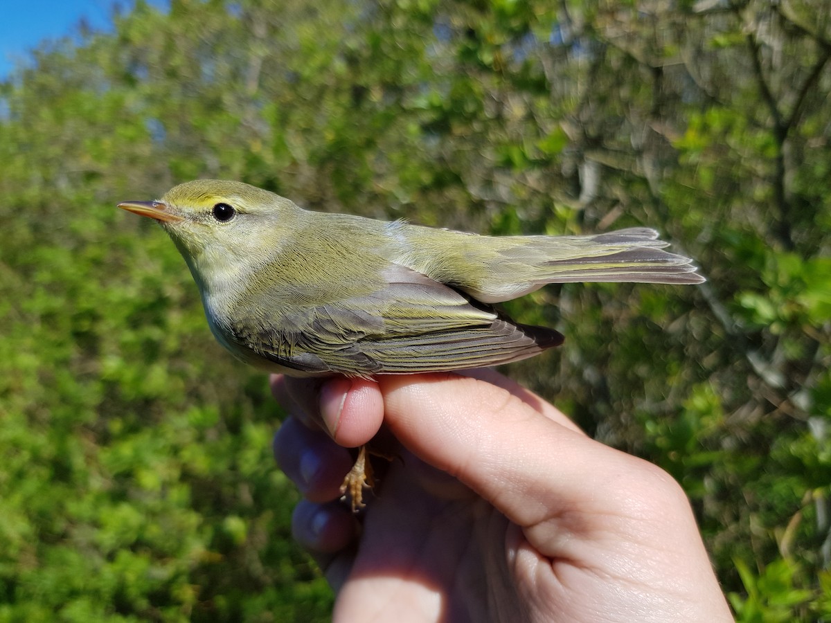 Wood Warbler - ML103213011