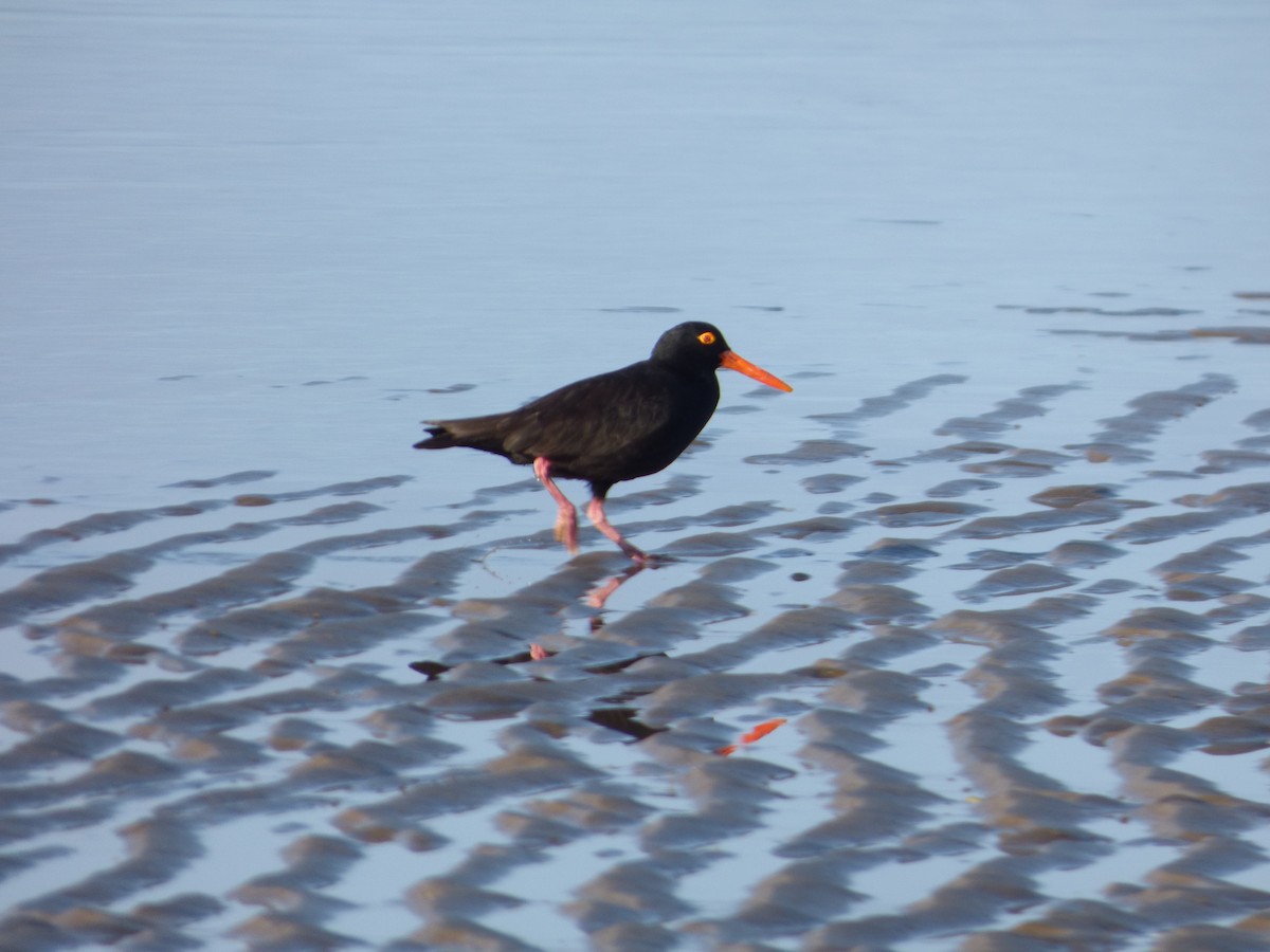 Sooty Oystercatcher - ML103213691