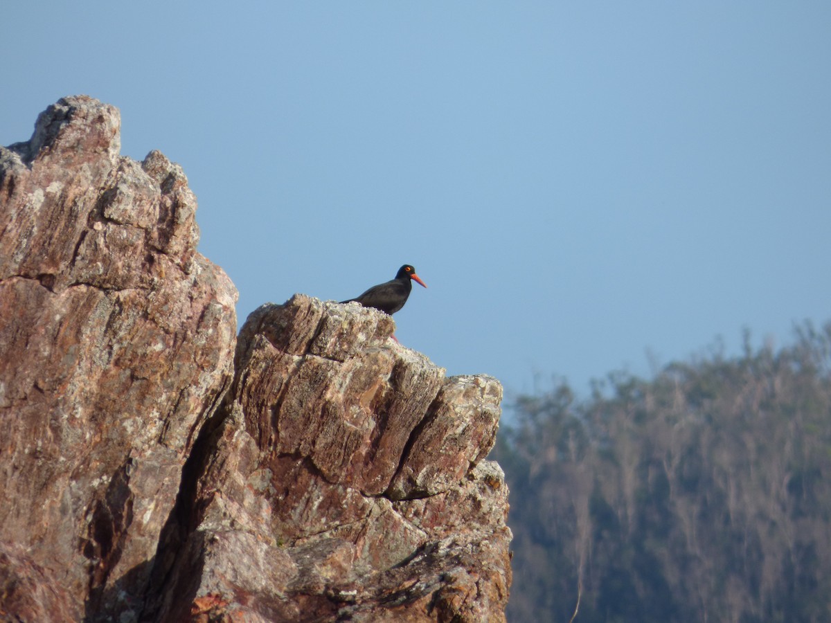 Sooty Oystercatcher - ML103213701