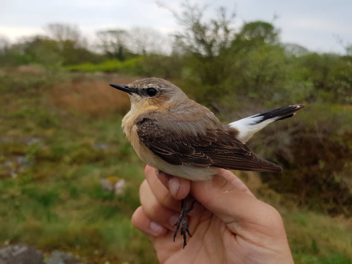 Northern Wheatear (Eurasian) - ML103213761