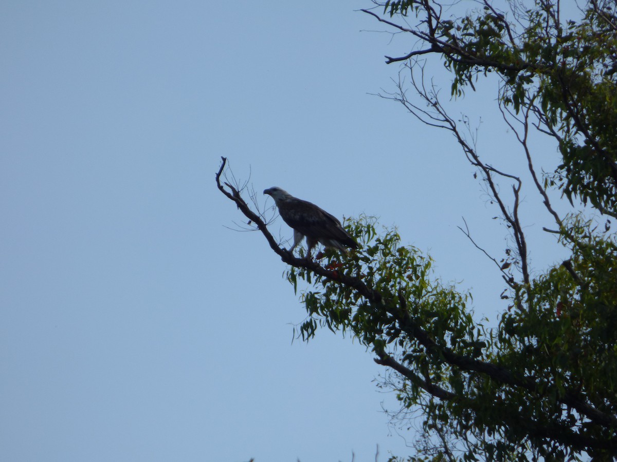 White-bellied Sea-Eagle - ML103213791