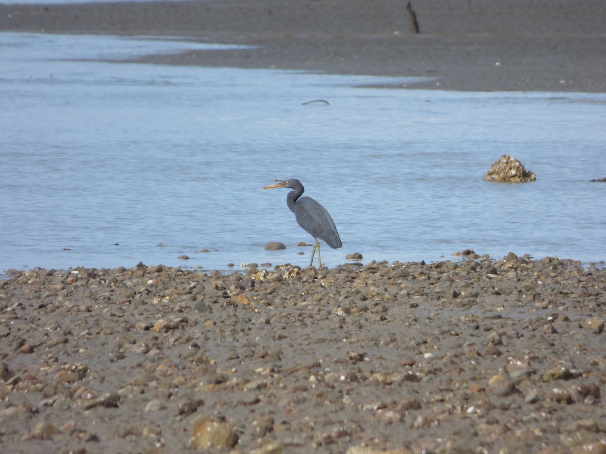 Pacific Reef-Heron - ML103213861