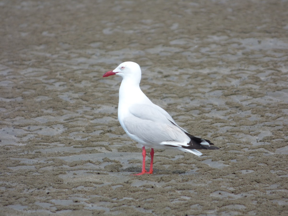Silver Gull (Silver) - ML103213951