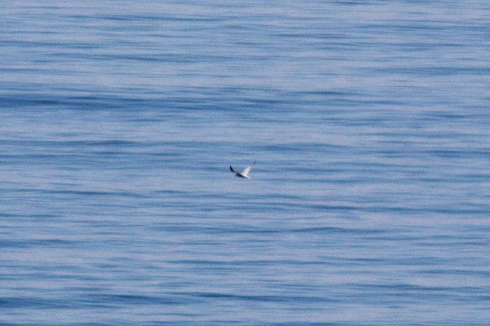 Caspian Tern - Tom Auer