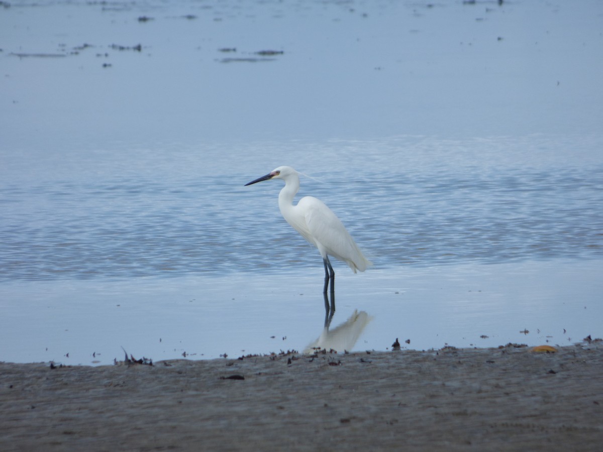 Little Egret - ML103214041