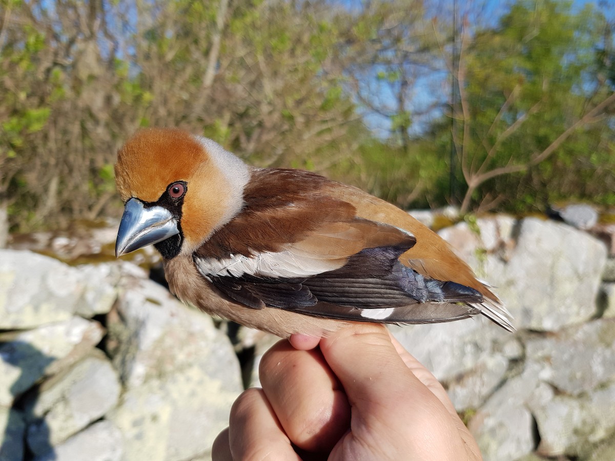 Hawfinch - ML103214051