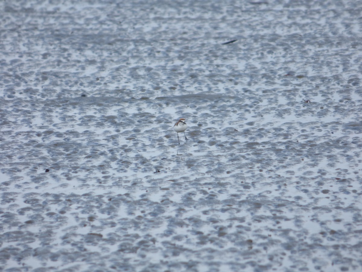 Red-capped Plover - ML103214191