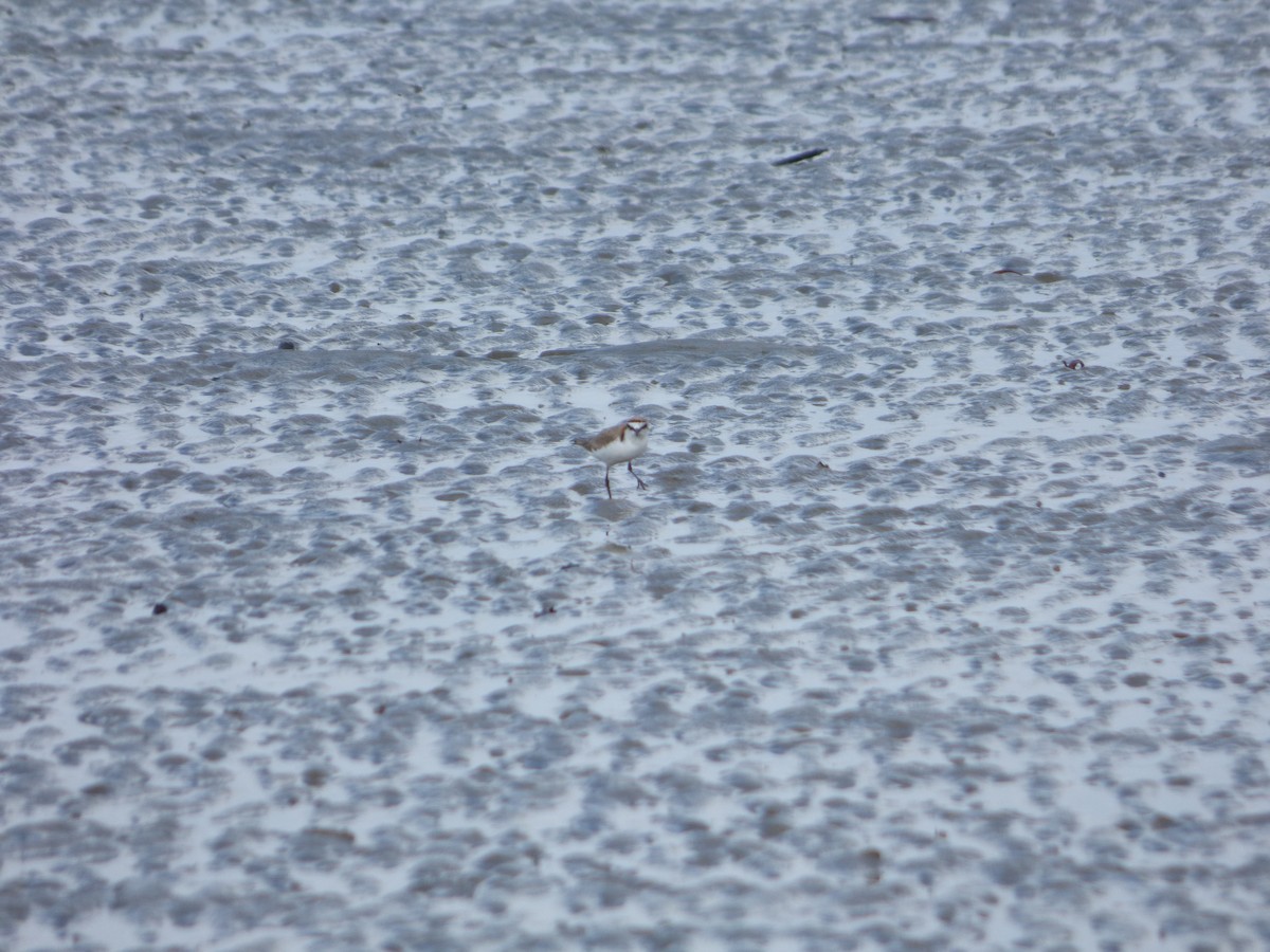 Red-capped Plover - ML103214201