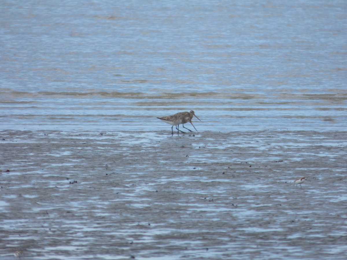 Bar-tailed Godwit - ML103214301