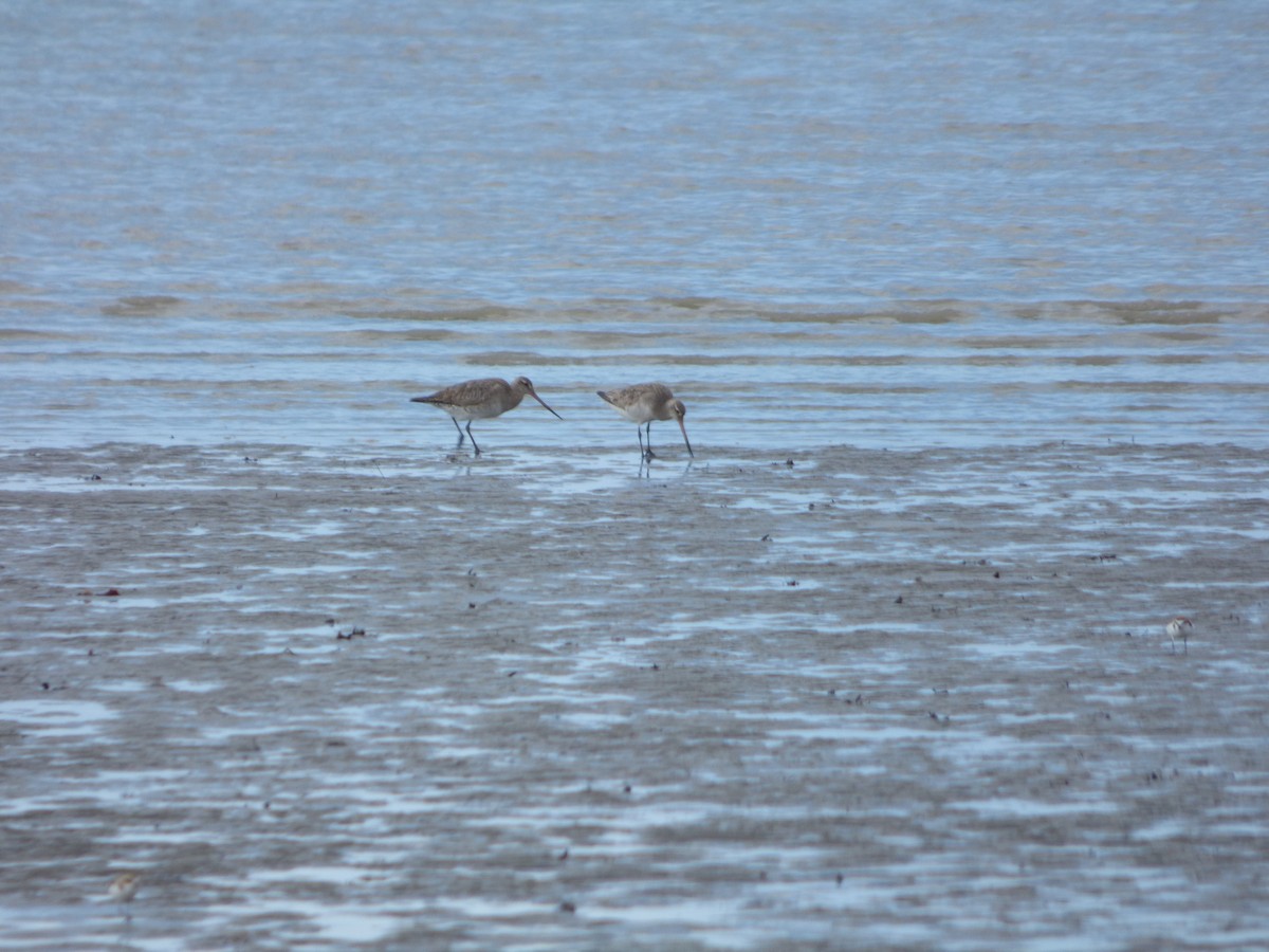 Bar-tailed Godwit - ML103214311