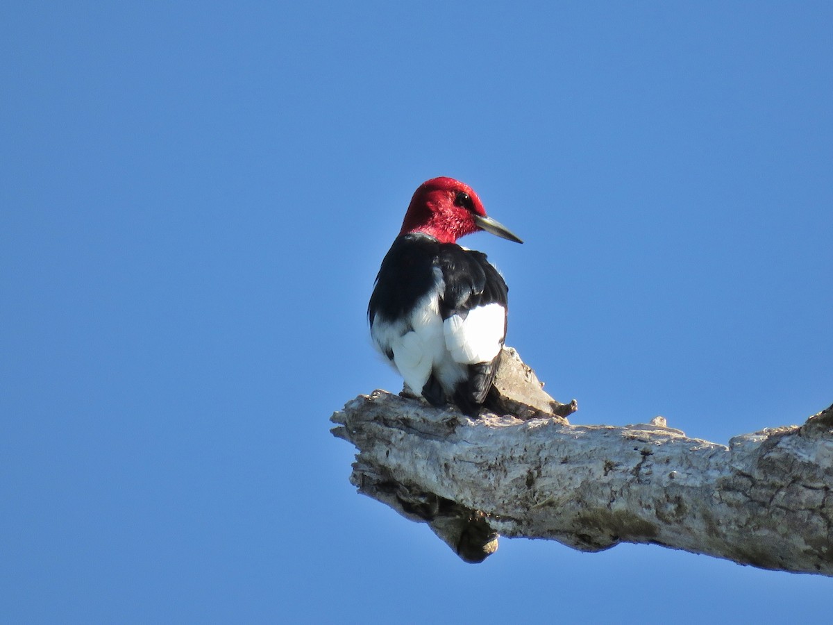 Pic à tête rouge - ML103215131