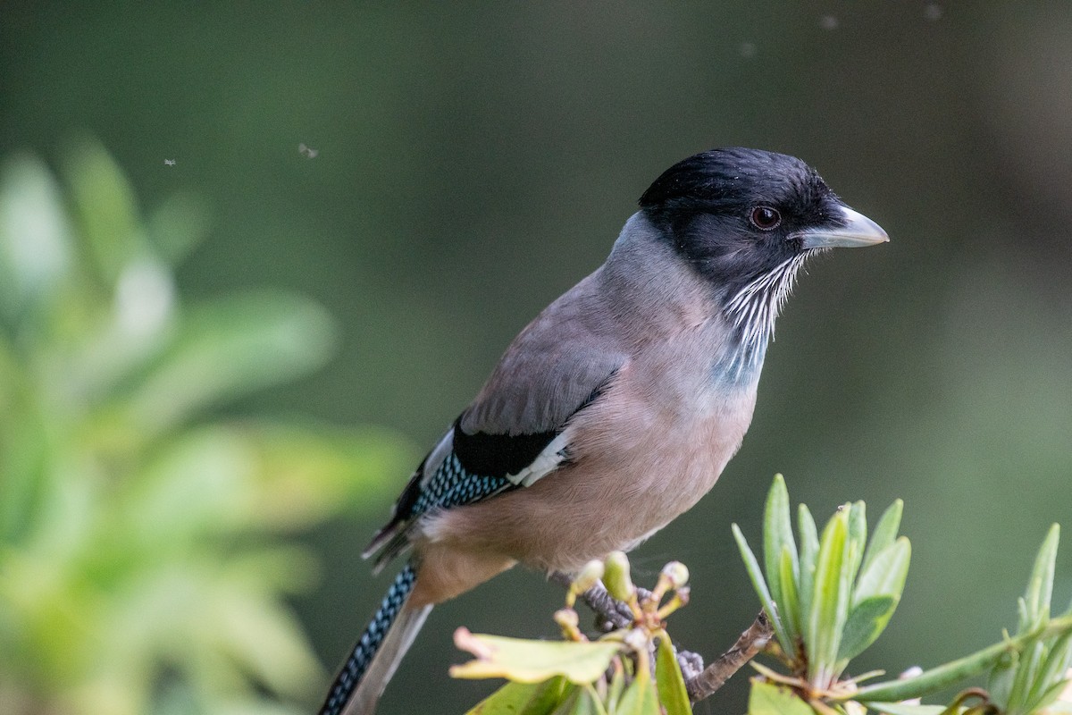 Black-headed Jay - ML103216291