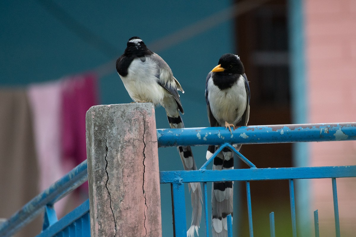 Yellow-billed Blue-Magpie - ML103216381