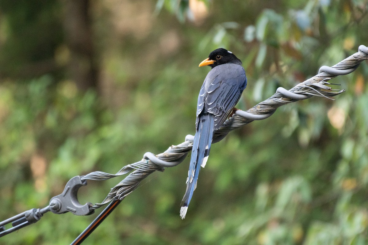 Yellow-billed Blue-Magpie - ML103216411