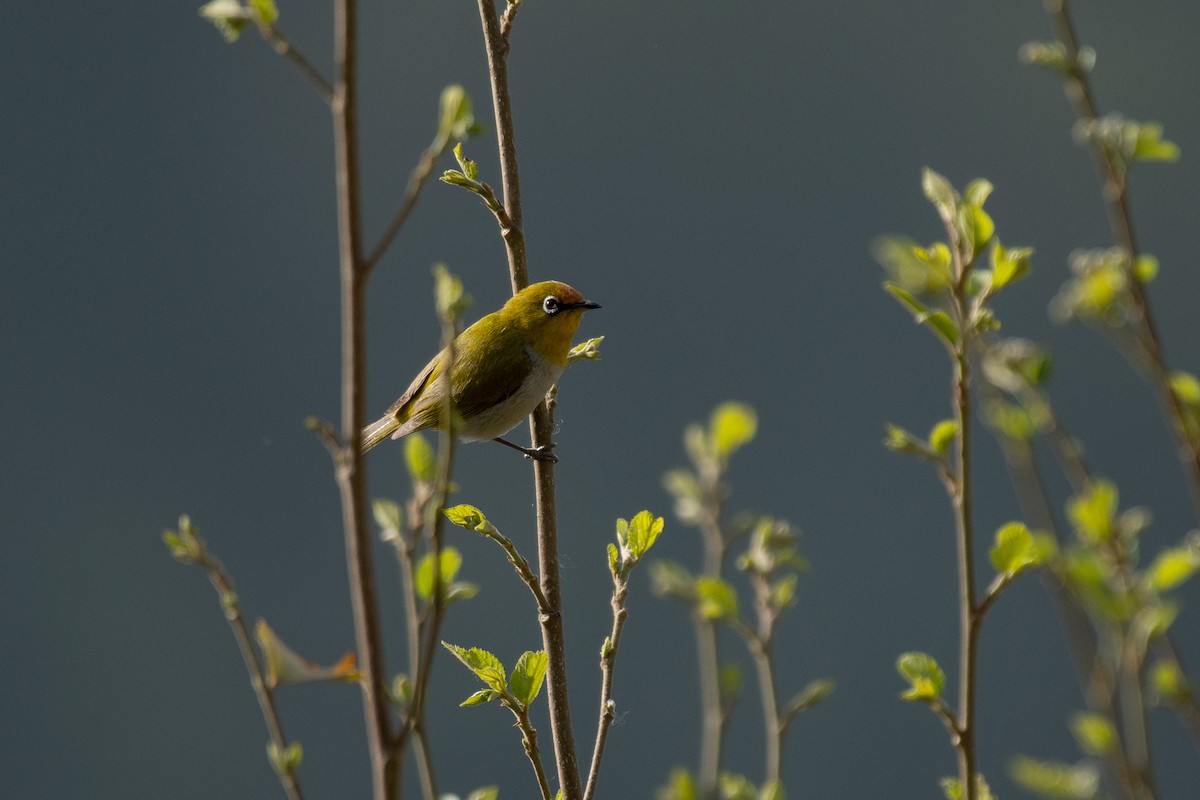 Indian White-eye - ML103216731