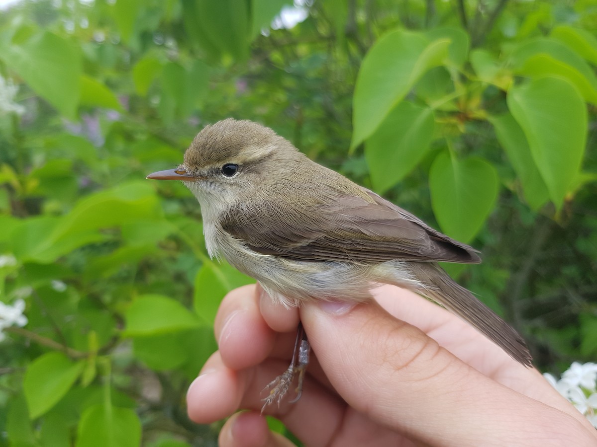 østsanger (viridanus) - ML103216831