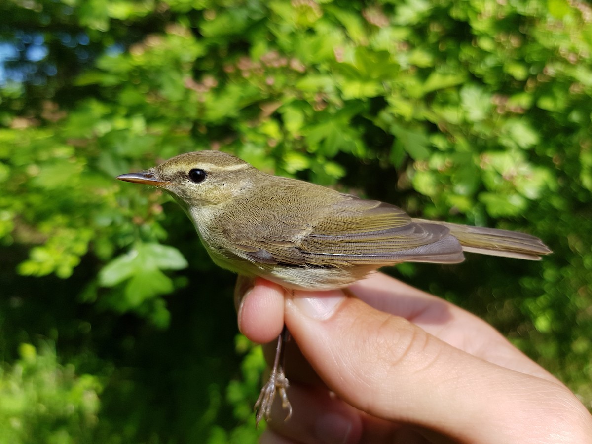 Mosquitero Verdoso (viridanus) - ML103217001