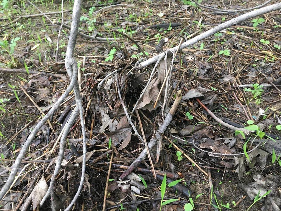 Northern Waterthrush - ML103217121