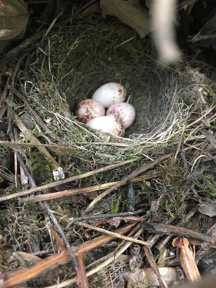 Northern Waterthrush - Arielle DeMerchant