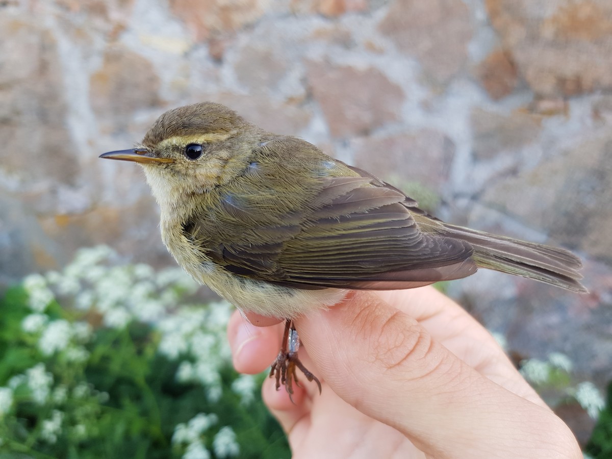 Common Chiffchaff (Common) - ML103217191