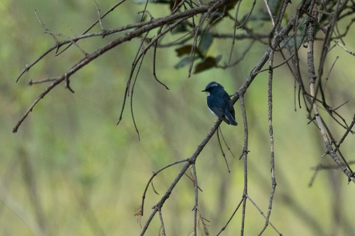 Ultramarine Flycatcher - M V BHAKTHA