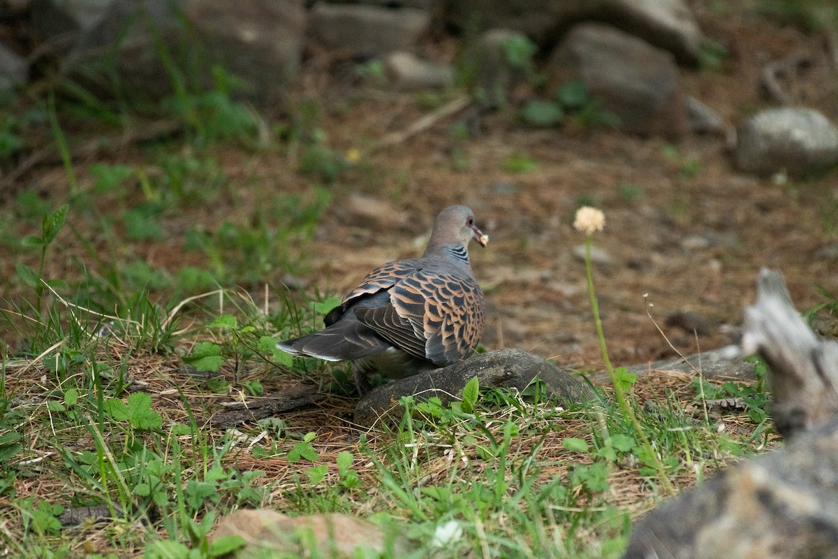 Oriental Turtle-Dove - M V BHAKTHA