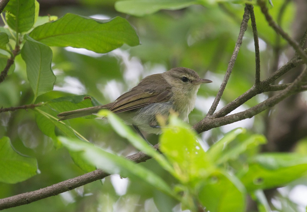 Noronha Vireo - Santiago Imberti