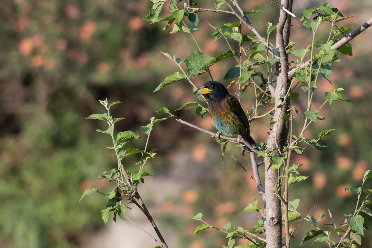 barbet velký - ML103217701