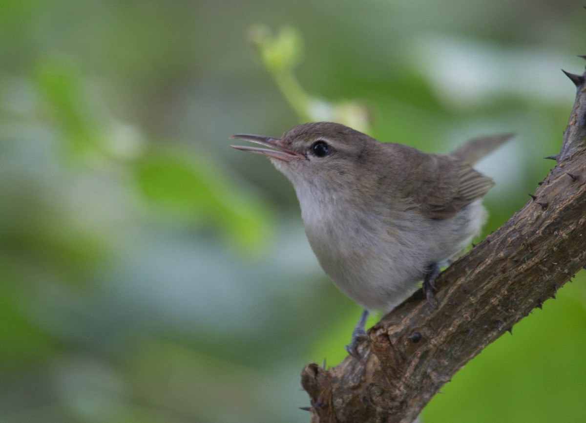 Vireo de Noronha - ML103217801