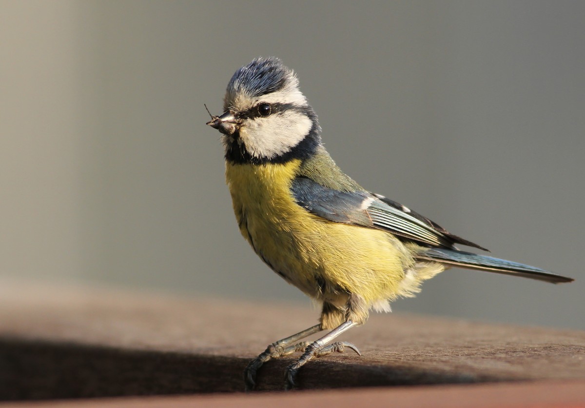 Eurasian Blue Tit - ML103220581