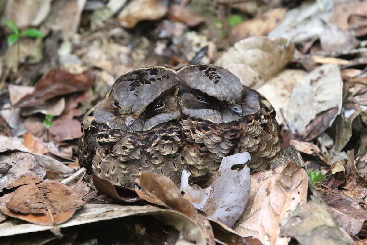 Collared Nightjar - Olivier Langrand