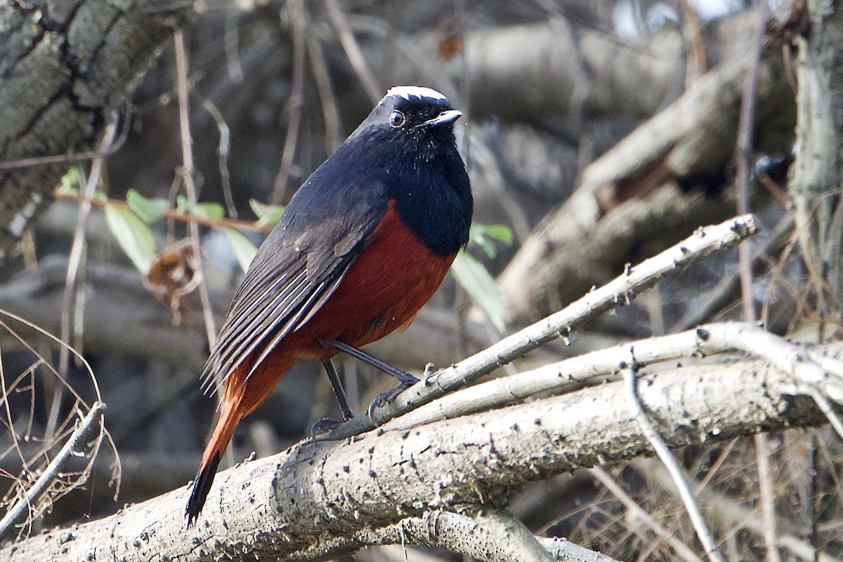 White-capped Redstart - ML103221431