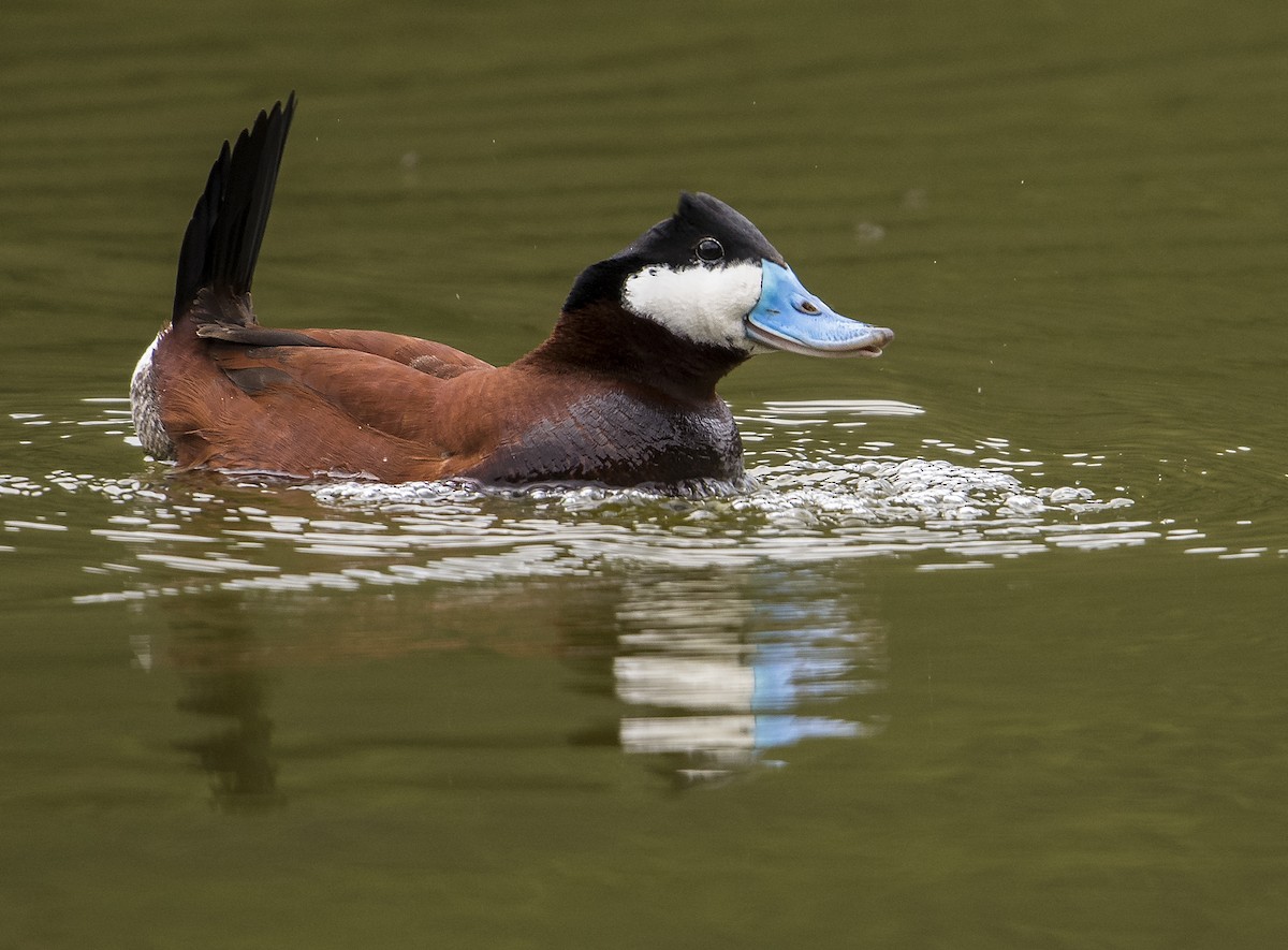 Ruddy Duck - ML103221531