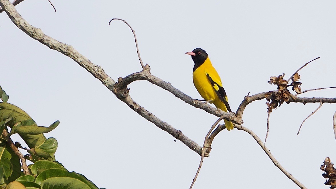 Black-hooded Oriole - ML103221541