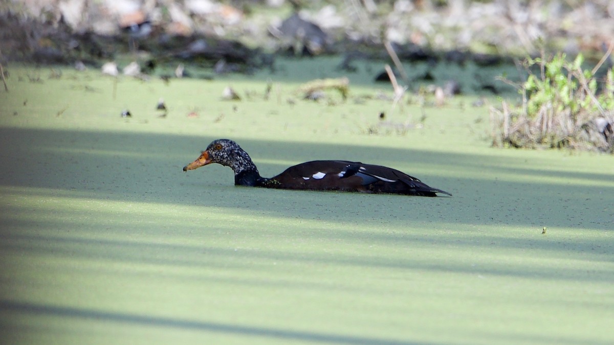 White-winged Duck - Snehasis Sinha