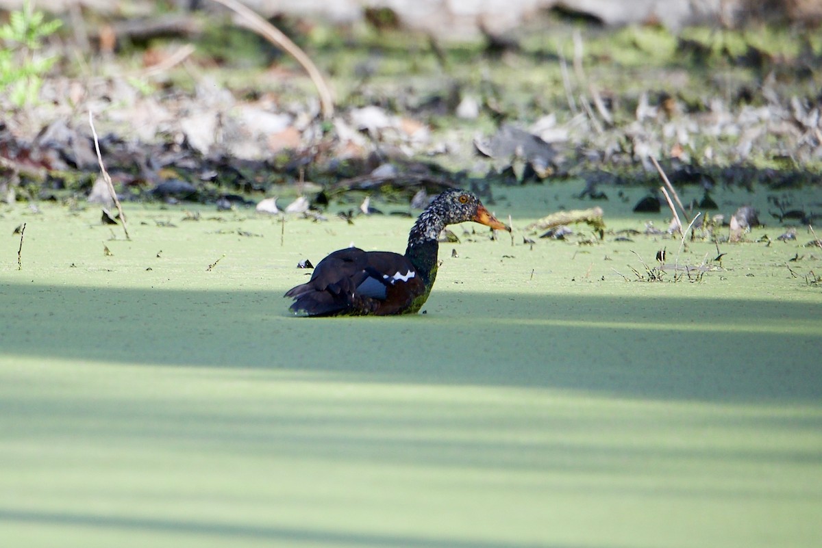 White-winged Duck - ML103221611