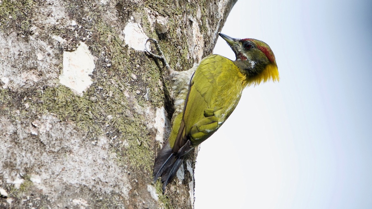 Lesser Yellownape - ML103222001