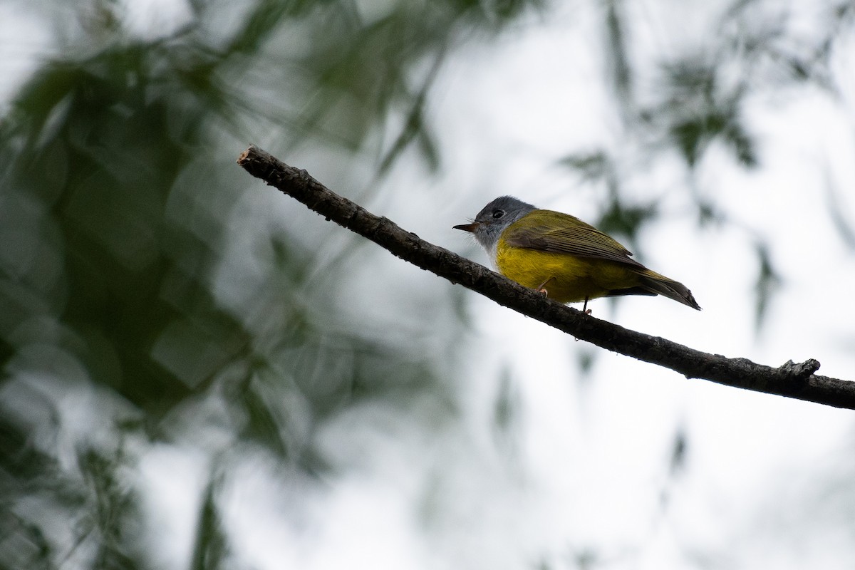 Gray-headed Canary-Flycatcher - ML103224411