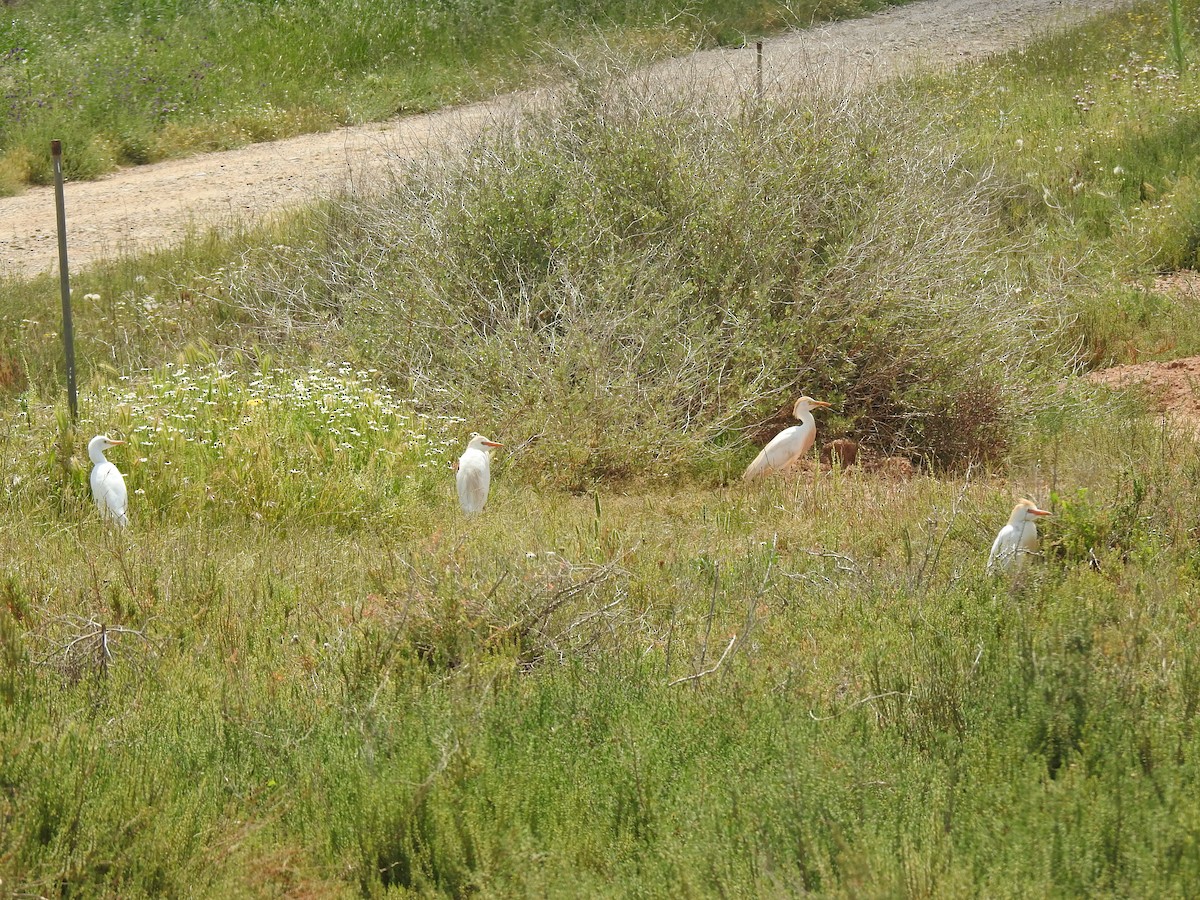 Western Cattle-Egret - ML103226201