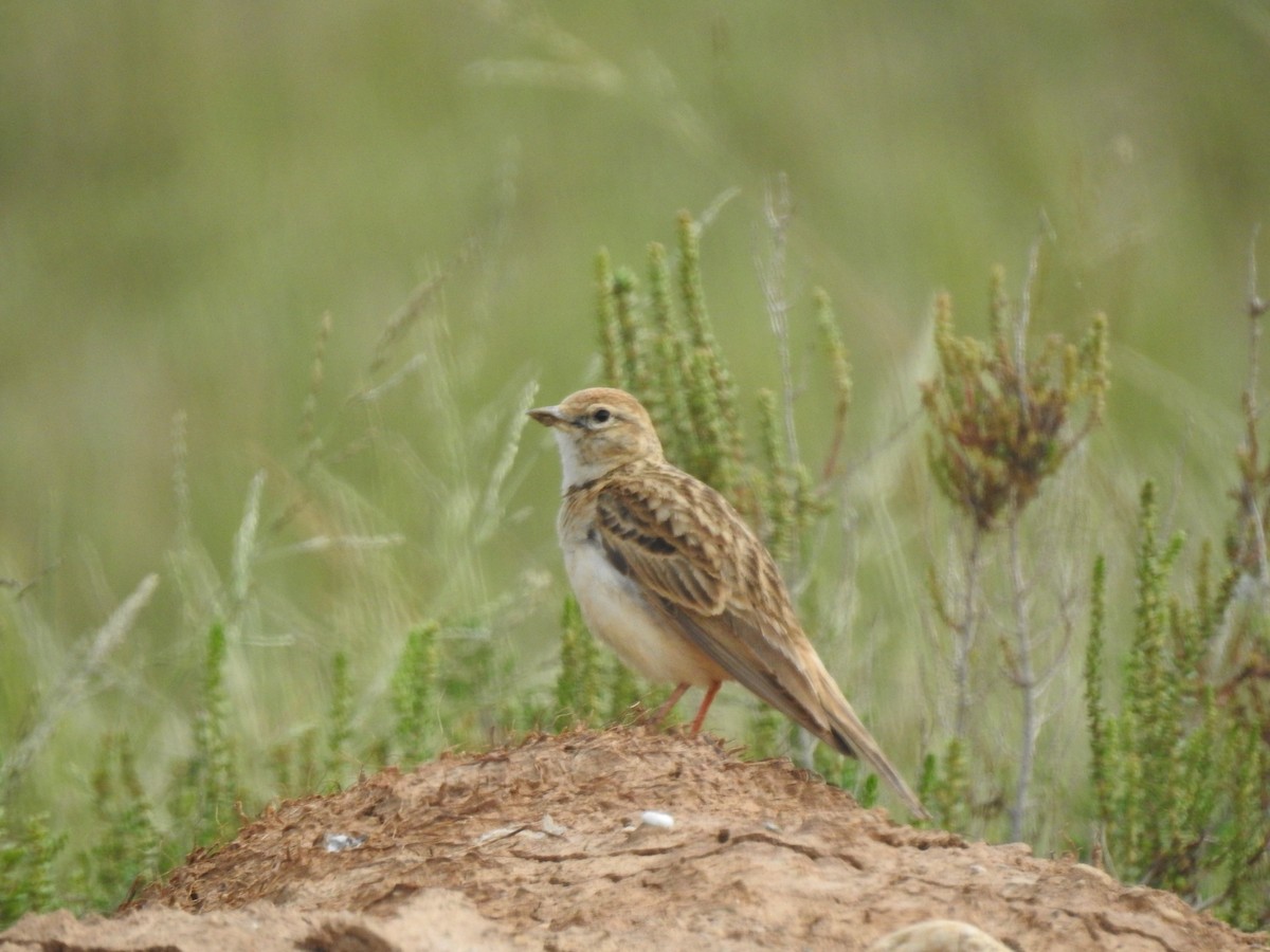 Greater Short-toed Lark - ML103226251