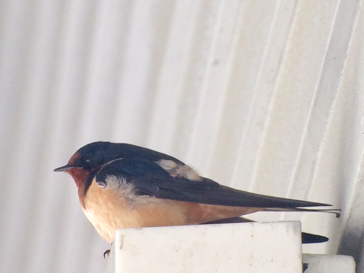 Barn Swallow - ML103227131