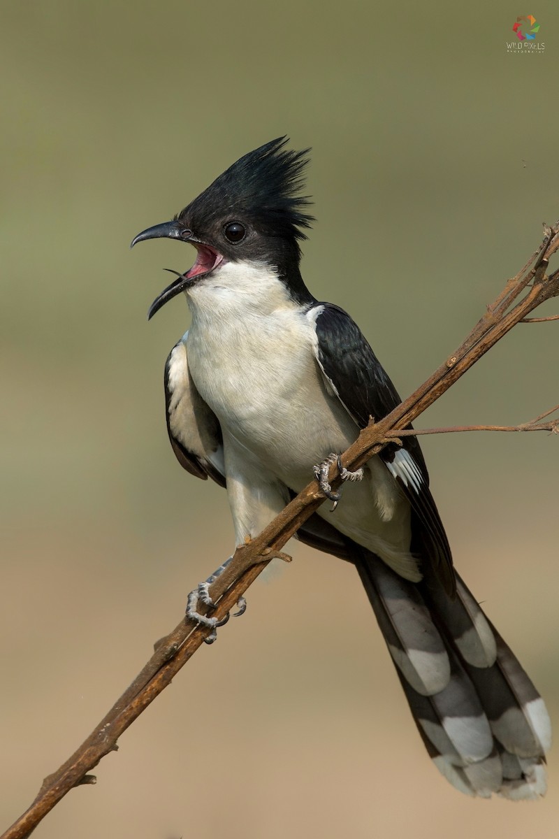 Pied Cuckoo - ML103231701