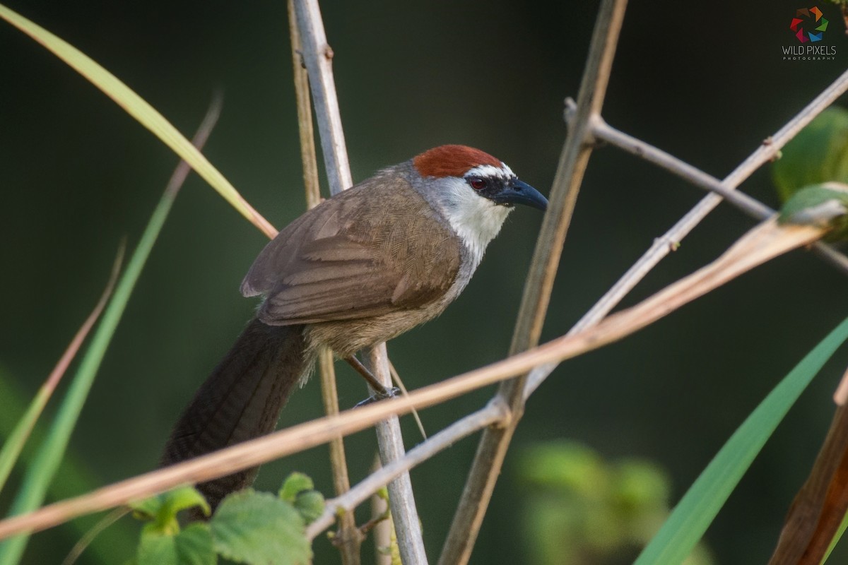 Chestnut-capped Babbler - ML103231771