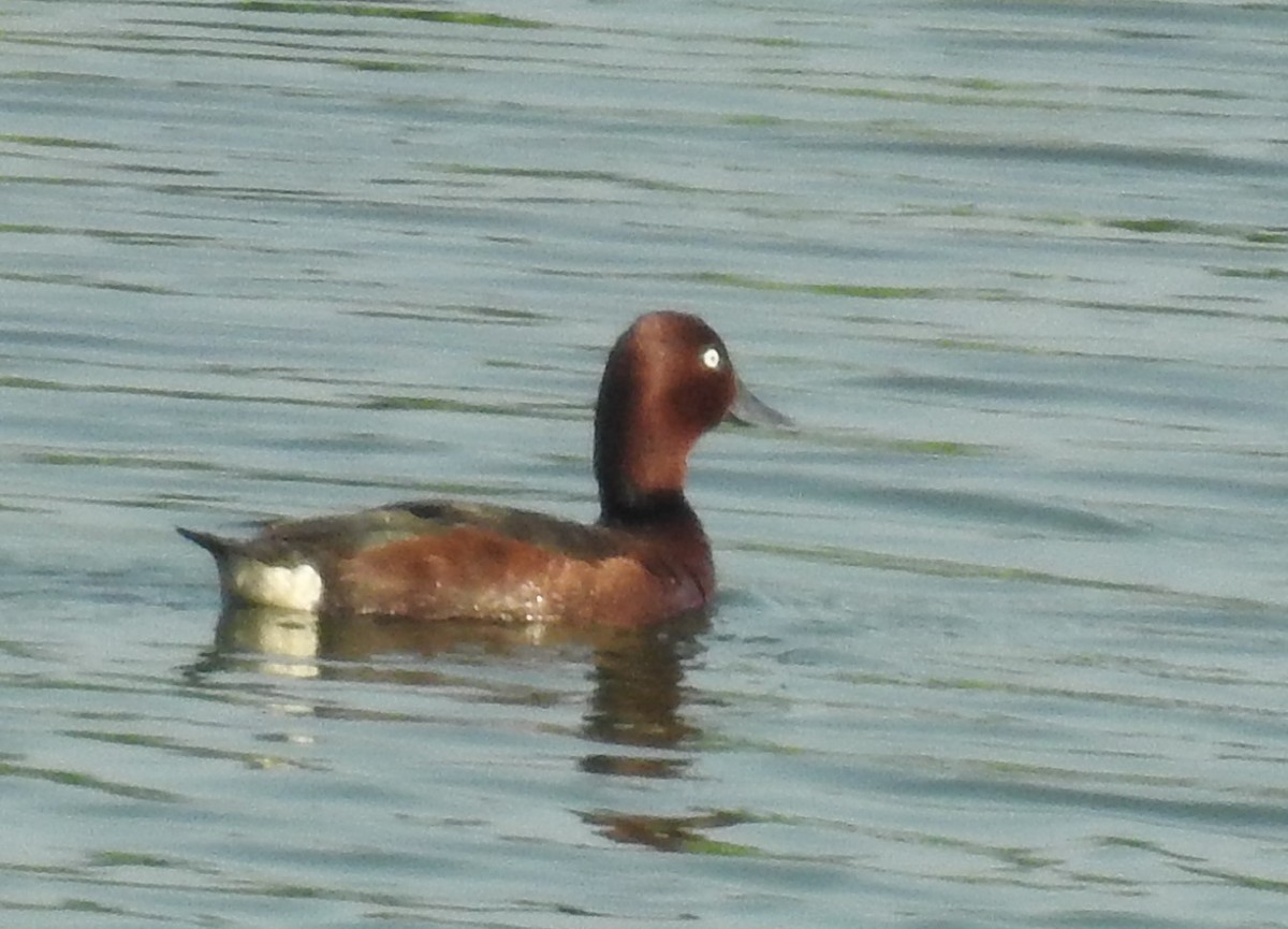 Ferruginous Duck - ML103231971