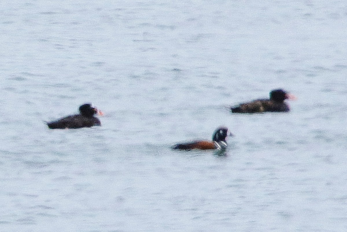 Harlequin Duck - Glenn Anderson