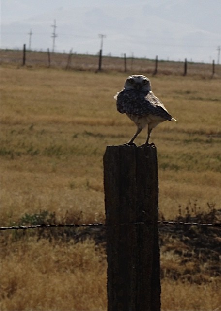 Burrowing Owl - ML103234551